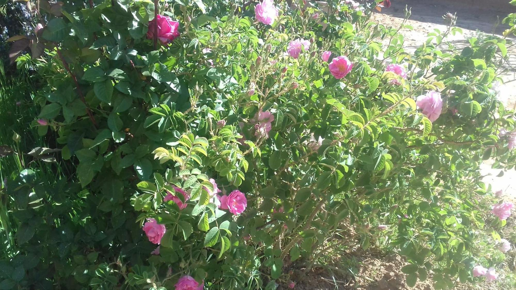 Ecolodge Miss Rose Chez La Famille Boumalne Kültér fotó