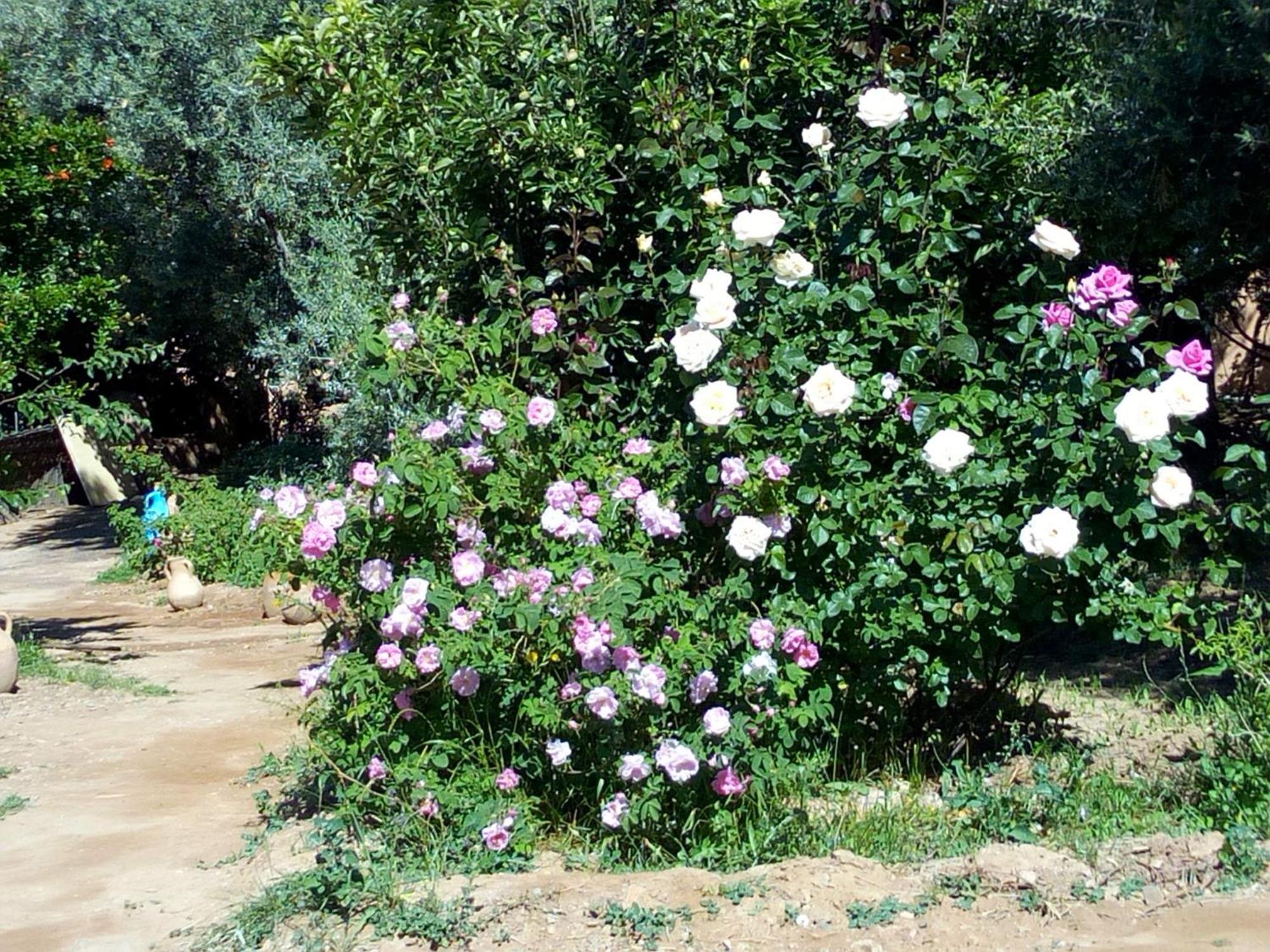 Ecolodge Miss Rose Chez La Famille Boumalne Kültér fotó
